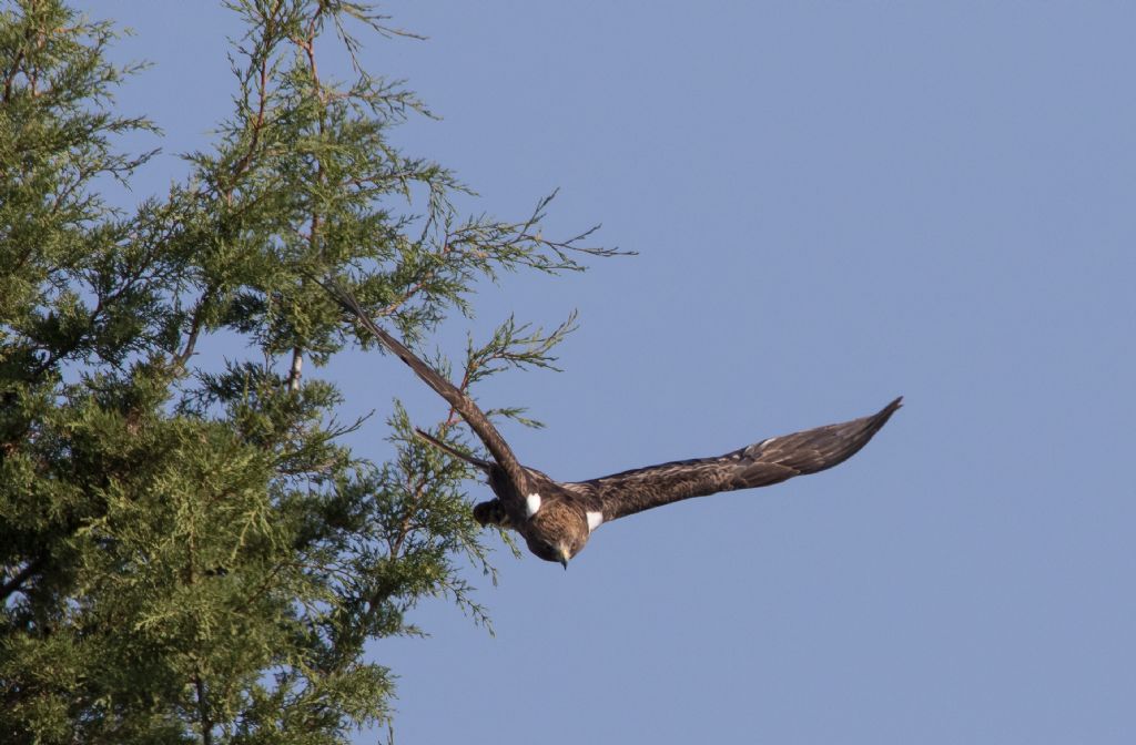 Aquila minore (Hieraaetus pennatus), morfismo scuro